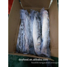 Frozen grey mullet whole round on sale